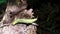 Banana slug on a tree stump in the Redwoods, California