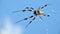 Banana spider