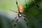 Banana Spider Golden Orb Weaver