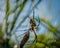 Banana Spider on a web