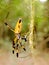 Banana Spider on web in forest