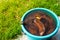 Banana tincture in water for watering plants, close-up. Plastic bucket with water and banana peel