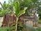 Banana tree against a backdrop of a fence made of zinc