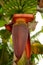 Banana tree and banana plantation in Costa Rica or Thailand and Canary Islands. Green leaves and red  bloom, blossom