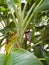 Banana Tree Bloom