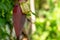 Banana tree with broad green leaves, has flowers with brick red flower skins