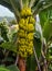 Banana tree with a bunch of bananas