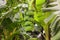 Banana tree with bunch of green growing raw bananas