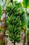 Banana tree with a bunch of growing bananas