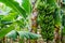 Banana tree with a bunch of growing bananas