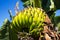 Banana tree with bunch of growing bananas