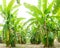 Banana tree with a bunch of growing bananas,darktone