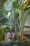 Banana tree with bunch of growing green bananas and flower. Plantation of banana trees or rain-forest background. Bunch of unripe