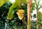 Banana tree with a bunch of growing green bananas in a greenhouse botanical garden