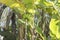 Banana tree with bunch of growing ripe green bananas