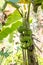 Banana tree with bunch of growing ripe green bananas