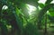 Banana tree with bunch of growing ripe green bananas.