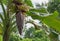 Banana tree with bunch of growing ripe green bananas.