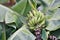 Banana tree with bunch of growing ripe green bananas