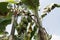 Banana tree with bunch of growing ripe green bananas. Bunch of green banana. Banana trees around the village. Banana Plantation.