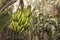 Banana tree with bunch of growing ripe yellow bananas.