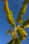 Banana tree with bunch of ripe banana grooving on it