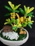 Banana tree, clay, handmade product, art