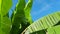 Banana tree, cultivated plant of the genus Banana Musa. Large green beautiful banana leaves sway in the wind. Blue sky