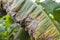 Banana tree disease, Symptoms of black sigatoka on banana foliage, Black sigatoka infected plant, Dry banana leaf surface.