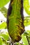 Banana tree disease, Symptoms of black sigatoka on banana foliage, Black sigatoka infected plant, Dry banana leaf surface.