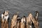 Banana Tree Dry Barks on Black Stone Background Surface with Free Space