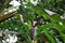 Banana Tree in El Yunque Rain Forest on the Island of Puerto Rico