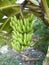 Banana tree green cavendish