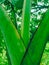 Banana tree green leaf food tree natural photography nature image