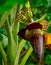 Banana tree and green leaves with banana blossom. Banana heart is raw material for make vegan fish and meat. Vegan food star. Meat