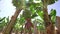 Banana tree grove on Cyprus island video