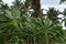 Banana tree during heavy wind or hurricane. Storm rainy day