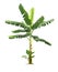 Banana tree isolated on a white background with clipping paths