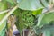 Banana Tree Laden with Unripe Green Bananas