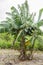 Banana Tree With Large Bunch Of Unripe Bananas