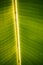 Banana tree leaf detail