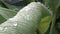 Banana tree leaf texture with rain water droped