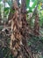 banana tree with lots of dry leaves