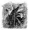 Banana tree or Musa acuminata, Musa balbisiana., vintage engraving