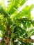 Banana tree organic plantation