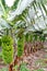 Banana tree organic plantation