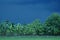 Banana tree on paddy field with rain cloud on evening