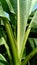 Banana tree plant with wide green leaves