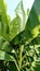 Banana tree plant with wide green leaves