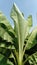 Banana tree plant with wide green leaves against a blue sky